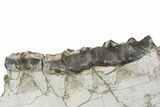 Fossil Titanothere (Megacerops) Jaw - South Dakota #249236-3
